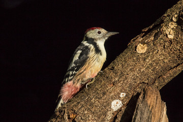Middle Spotted Woodpecker