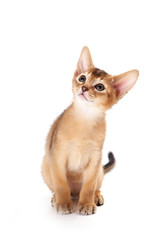 Redhead kitten Abyssinian playing (isolated on white)
