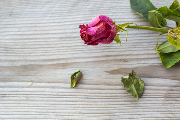 One withered red rose is on the wooden background close-up