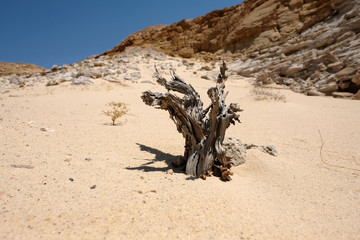Negev desert arid landscape.