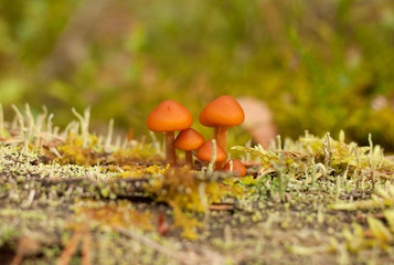 mushrooms