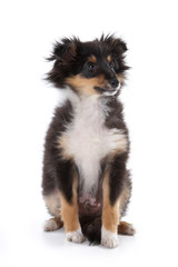 Fluffy Sheltie puppy sitting (isolated on white)