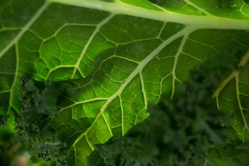 Close up of kale leaf