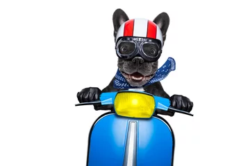 Stickers pour porte Chien fou chien à moto