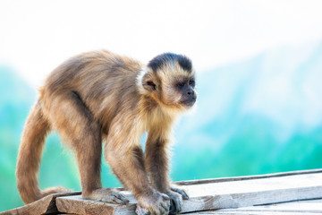 Le singe capucin regarde au loin. La nature sauvage.