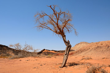 Alone dry tree in Negev desert.