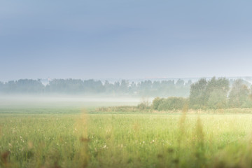 Fototapeta na wymiar Mist in the green field near the forest in sunny summer morning