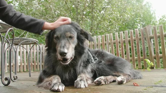 Handheld 4k shot of woman's hand caress cute big old black dog on a terrace of a countryside house on a cloudy day. Friendship and kindness concept.