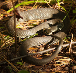 snake, Natrix natrix, in nature