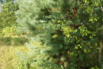 Beauty pine tree. Into the forest.
