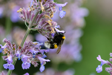 Hummel an einer Blüte © Horst Hübner