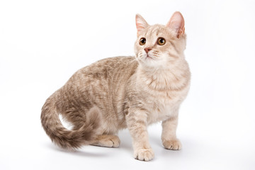 British cat kitten (isolated on white)