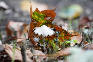 Risspilz verdeckt durch verfärbtes Ahornblatt