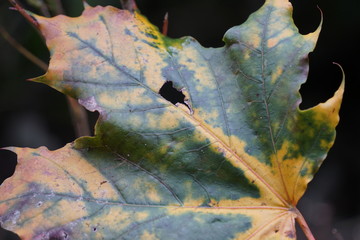 Blatt des Spitzahorns in Herbstfärbung