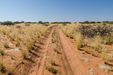 Fototapeta na wymiar Sandy red dirt road with tire tracks leading through arid landscape with dry yellow grass and bushes, Namibia, Africa