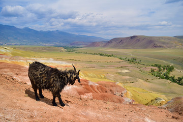 Old lonely black goat grazing on arid slope of Altai mountains. Altay Republic, Siberia, Russia.