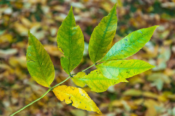 Yellowing leaf on the background of autumn leaves