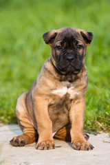 Puppy Cane Corso outdoors in summer in the grass