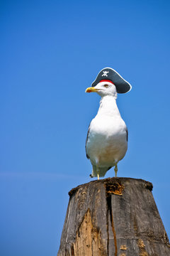 Seagull is a pirate. Seagull in a pirate hat with the "Jolly Roger". Funny proud seagull sitting on a pile.