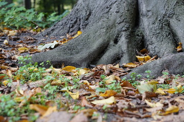 Herbstlaub vor Baumwurzel in Berlin