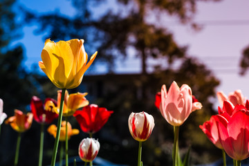 Colorful tulips in the backyard outdoor garden are blooming in the sunny day welcoming spring season and summer