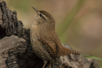Wren