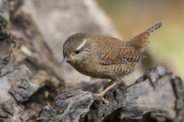 Wren