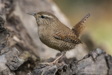 Wren