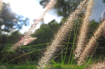 Beautiful grass flower under warm sunlight