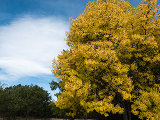 Amarillas