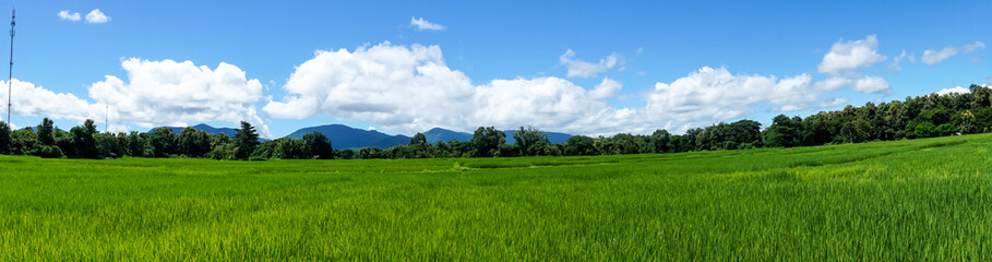 panorama landscape of rice paddy field with blue sky and cloud and tree background.