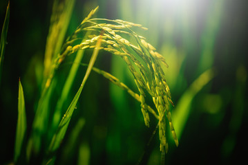 Close up paddy rice field with ray of lights on green background.