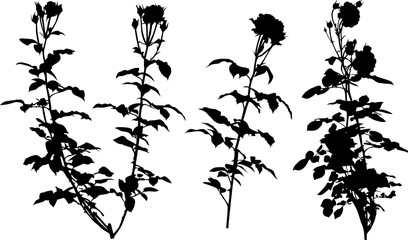 three black roses flowers bushes silhouettes on white