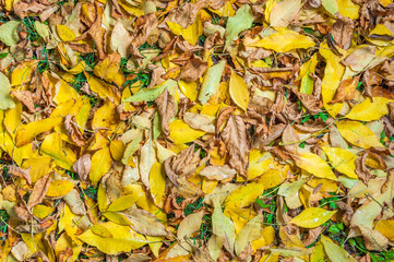 Wet autumn leaves on the grass