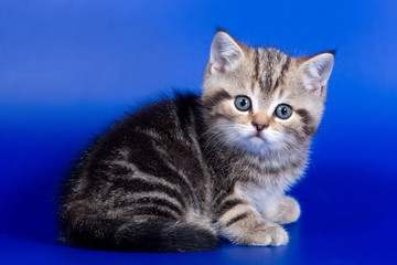 Fototapeta na wymiar British kitten cat on a blue background