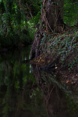 Dark forest background. Teutoburger Wald. Forest trees.