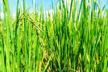 close up of organic rice produce grain in the rural rice paddy fields at countryside of north region of thailand in rainy season. organic agriculture or organic food concept.