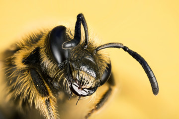 Focus Stacking - Small Scabious Mining-bee, Mining-bee, Bee, Andrena marginata