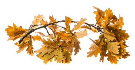 an autumnal oak branch isolated on a white