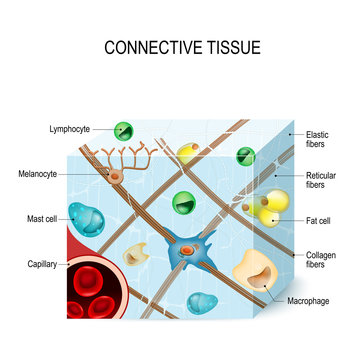connective tissue