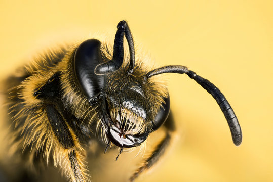 Focus Stacking - Small Scabious Mining-bee, Mining-bee, Bee, Andrena marginata