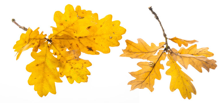 an autumnal oak branch isolated on a white