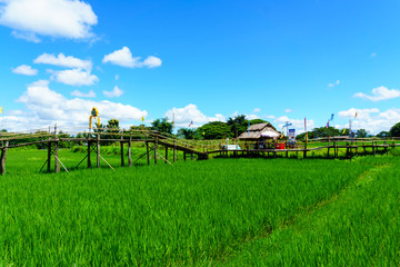 Fototapeta na wymiar beautiful Rural bamboo bridge across the rice paddy fields with blue sky and fluffy cloud in sunny day at countryside. lampang, northern part of thailand. Bridge name 