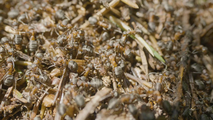 Ants building an anthill. Colony insects. Macro. Red forest ants. Anthill in the forest closeup