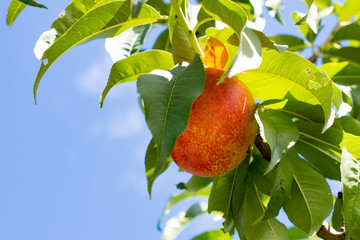 桃(ネクタリン)