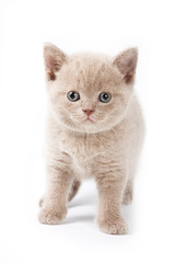 Obraz premium Fluffy kitten British cat (isolated on white)