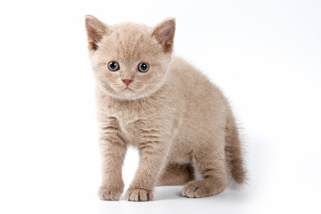 Fluffy kitten British cat (isolated on white)