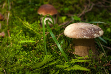 Beautiful boletus (Boletus edulis) growing on green moss in the autumn forest. Two mushrooms growing up in a forest in autumn season.