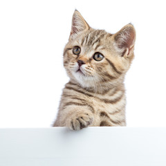 Pretty cat kitten peeking out of a blank sign, isolated on white background