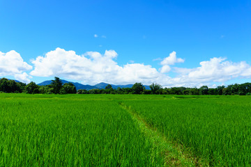 panorama landscape of rice paddy field with blue sky and cloud and tree background.